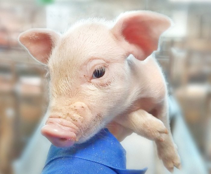 Родились самые крупные поросята за всю историю свиноводства в агрохолдинге